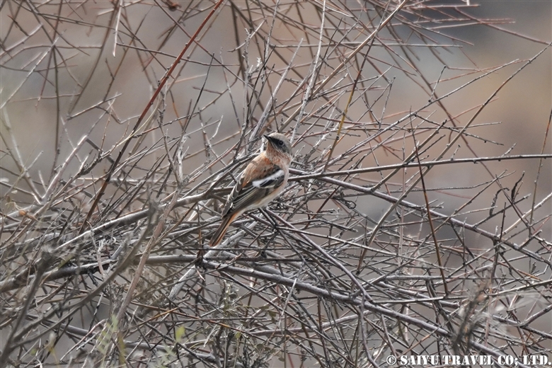 Eversmann’s redstart（Chitral Gol National Park)